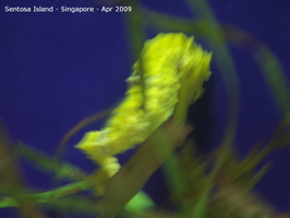 20090422 Singapore-Sentosa Island  17 of 97 